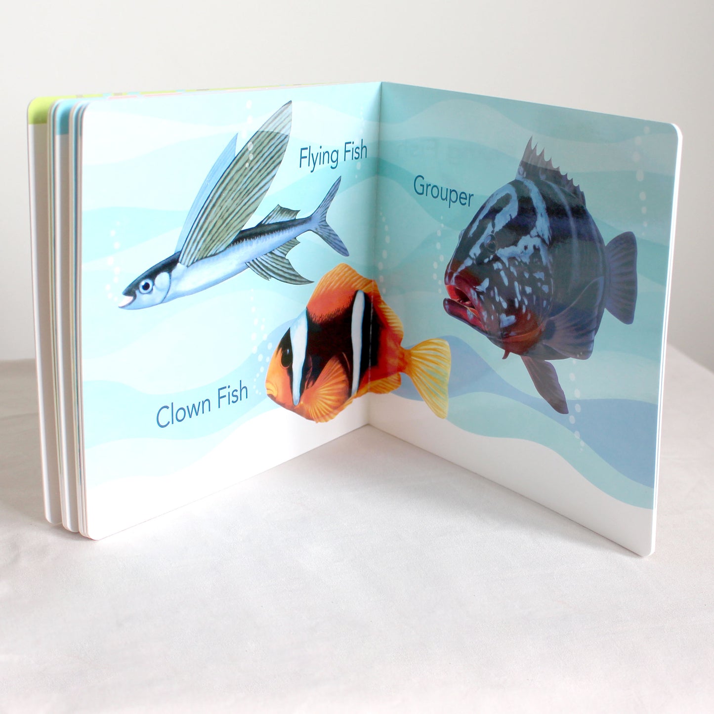 A First Look at Philippine BIRDS, BUTTERFLIES, FISHES (Board Book Edition)