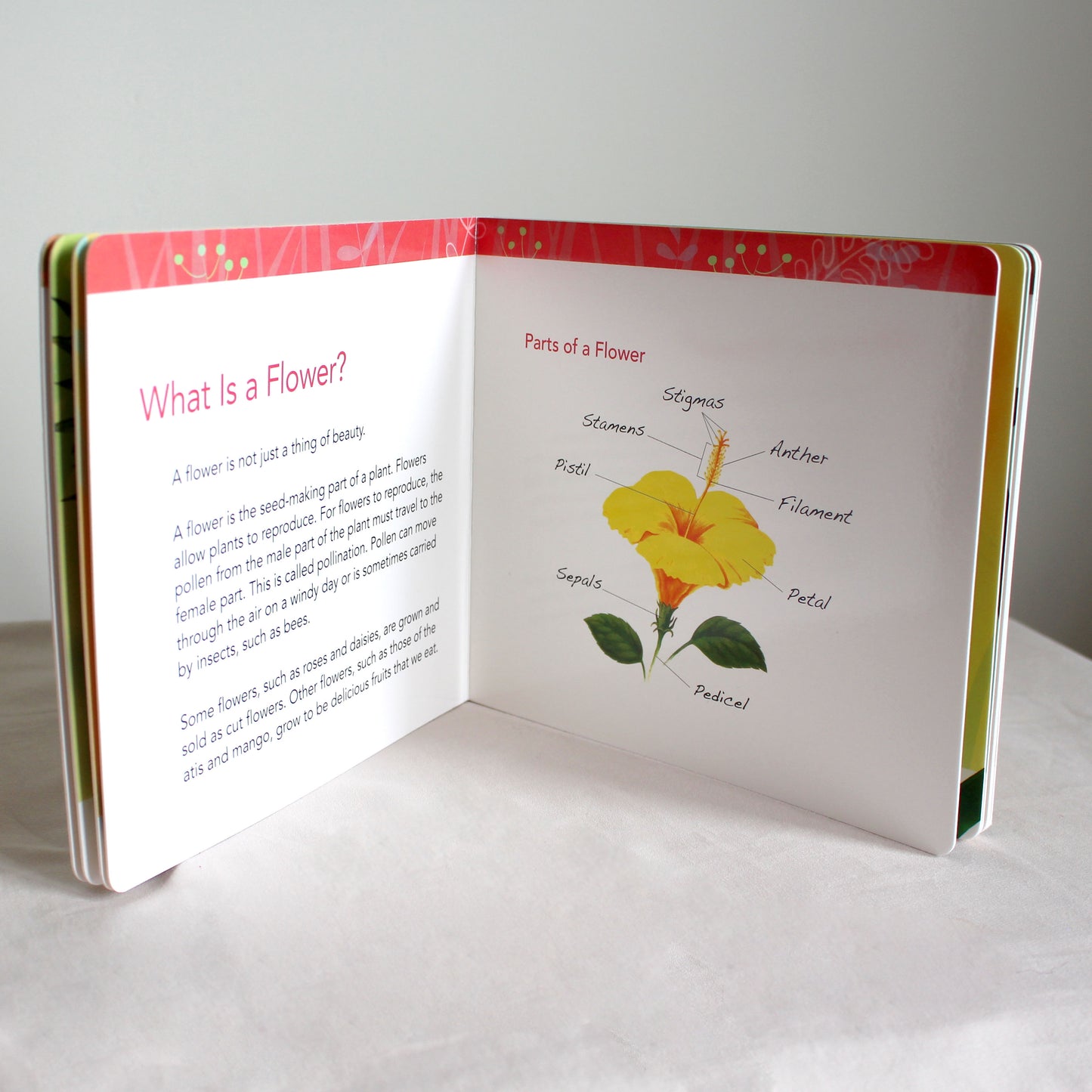 A First Look at Philippine FRUITS, FLOWERS & TREES (Board Book Edition)